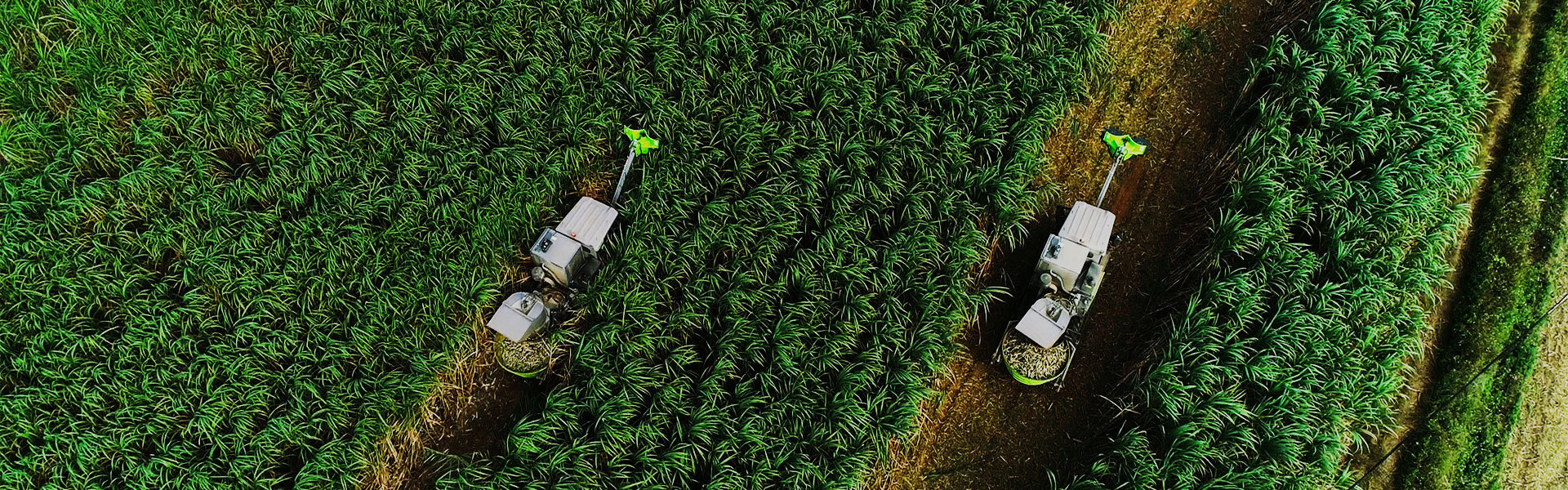 "One-stop" sugarcane production solution provider