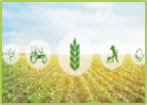 Agronomic Information Agronomic Information